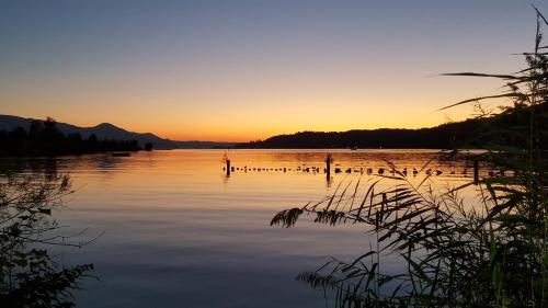 Schmerikon施梅里孔斯奇酒店的日落时分的湖与水中的鸭子