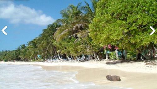 圣安德烈斯Posada Gordon Antonio的一片棕榈树海滩,一片沙地岩石