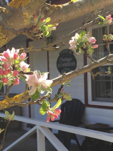 库纳瓦拉库纳瓦拉皮鲁斯小屋民宿的一座建筑物前有粉红色花的树枝