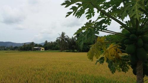 加央Cahaya Kasih Homestay的一片草地,前方有一棵香蕉树