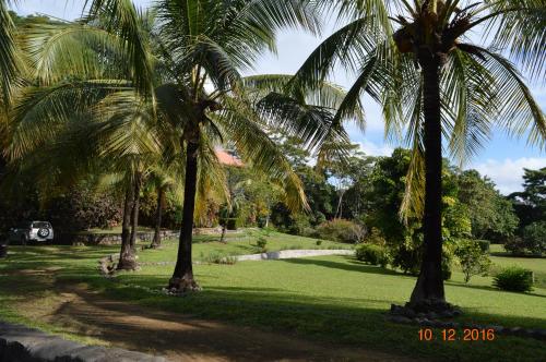 蒙特苏马Jodokus Inn的公园里的一棵棕榈树