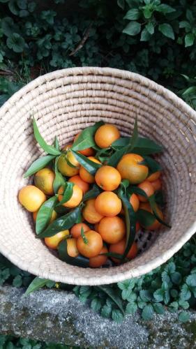 圣玛格丽塔-利古雷Plan Sea Guest House的盛满橙子和绿叶的篮子
