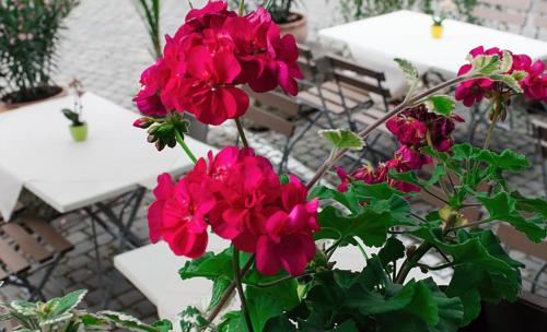 凯撒斯劳滕阿利酒店的桌子前面的一束粉红色的花
