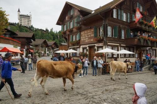 格施塔德罗斯黎酒店的一群牛在镇上的街道上散步