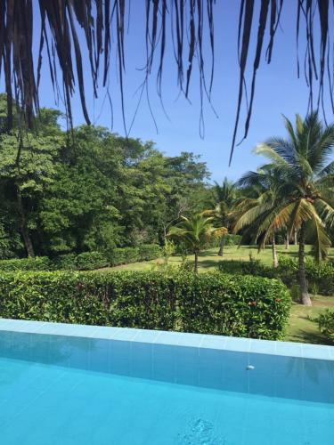 帕洛米诺Casa Carey的一座棕榈树环绕的游泳池