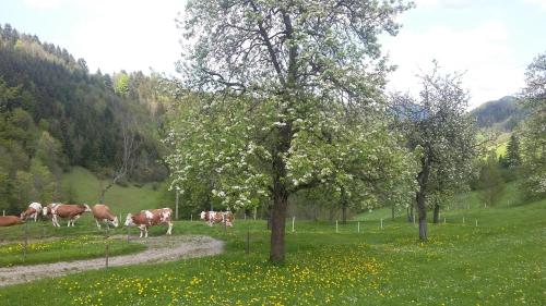 Sankt Anton an der Jessnitz艾格鲍尔农家乐的一群牛在一棵树的田野里放牧