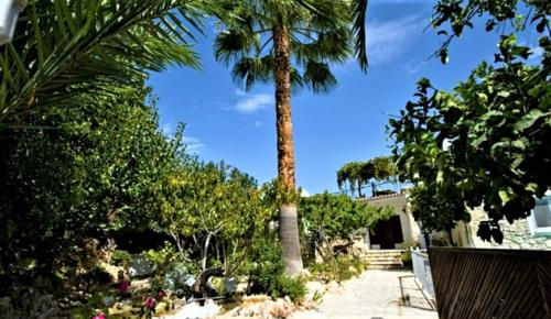 Peristerona佩瑞斯隆纳玫瑰园别墅酒店的院子中间的棕榈树