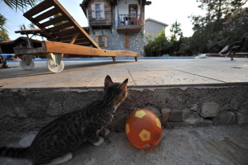 奥林波斯奥林波斯科耶维膳食公寓酒店  的一只猫在地上玩足球