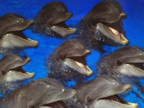 拉特里尼泰BRIN d AMOUR COTE ATLANTIQUE voir site vacances en martinique的一群海豚在水中游泳