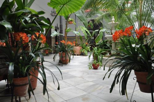 科尔多瓦砖楼酒店的充满植物和花卉的温室