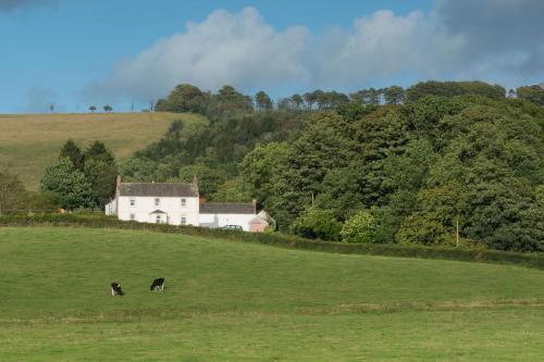 洛克比Bishopcleugh Guest House的两头奶牛在房子前面的田野里放牧