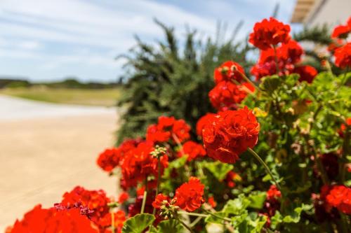 仙女港情侣度假屋的花园里的一束红色的鲜花