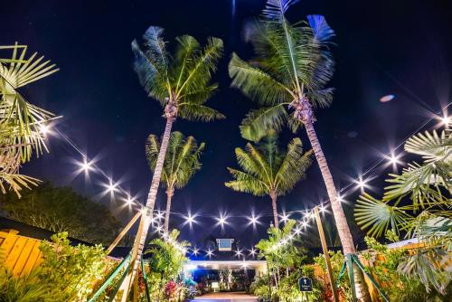 萨拉索塔Siesta Key Palms Resort的一群棕榈树在晚上,灯光照亮