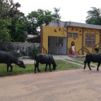 Habitat Marajó Hostel，位于索雷苏勒机场 - SFK附近的酒店