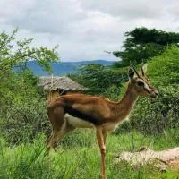 Oldonyo Orok Lodge，位于Mailua的酒店