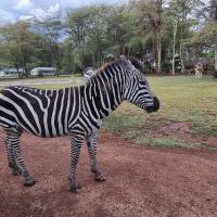 Africa Safari Lake Manyara located inside a wildlife park，位于姆托瓦姆布的酒店