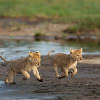 Africa Safari South Serengeti Ndutu Ngorongoro，位于Sinoni的酒店