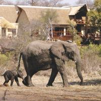 大象平原猎物酒店，位于萨比沙禁猎区马拉马拉机场 - AAM附近的酒店