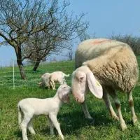 B&B Naturin - Vegan Eco Farm，位于Lauriano的酒店