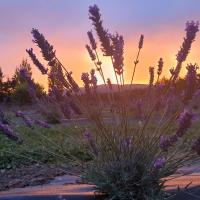 Lavender Row Farm，位于Outram但尼丁机场 - DUD附近的酒店