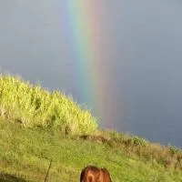 Waipio Studio Apartment，位于Kukuihaele的酒店