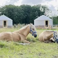 Magnolia Hoeve - Unieke Bestemming voor Paardenliefhebbers en Bijzondere Overnachtingen in de natuur，位于Ledeacker的酒店