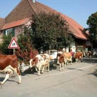 Stöckli - Hof zur Linde - Ferien auf dem Land - Ferien auf dem Bauernhof