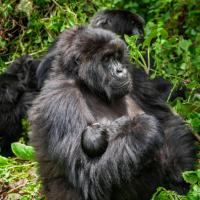 Parc des Gorilla Explorers Uganda Ltd，位于卡巴莱的酒店
