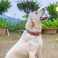 Gapyeong sky pet family dogchae pension，位于加平Sang-myeon的酒店