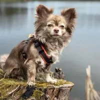 Hundeurlaub - Tiny House im Wald,位于Tanna的酒店