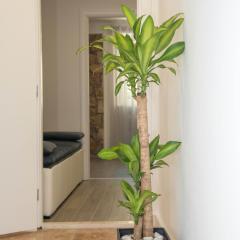 Luxury apartments Petrovac