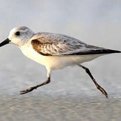 Strandläufer Zempin