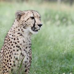 Emdoneni Lodge with Zululand Cat Conservation Project