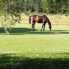 Kokomo Farms