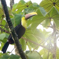 The Sunset Tucano Lodge