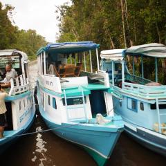 Kelotok Orangutan Tanjung Puting