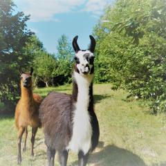 Loire Valley Llama Farm Stay