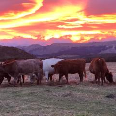 Mohaka River Farm