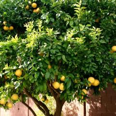 LEMON TREE