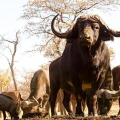 Ukuta Bush Lodge