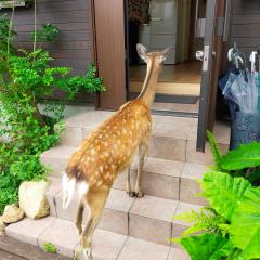 Deer hostel- - 外国人向け - 日本人予約不可