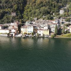 Lugano Lake, nido del cigno