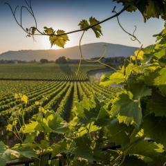 CasaViva - Grazioso Bilocale in Franciacorta