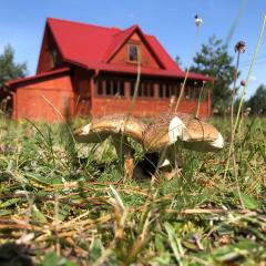 Czerwony Domek na Podlasiu przy lesie