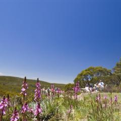 Snow Gum Apartment 2