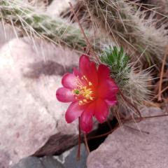 Cabaña Flor de Cardón-Juella.