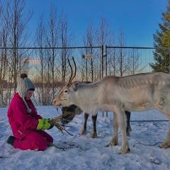 Beautiful rural experience with reindeer