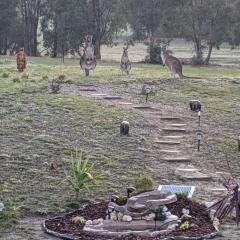 Australian Wildlife At Your Door