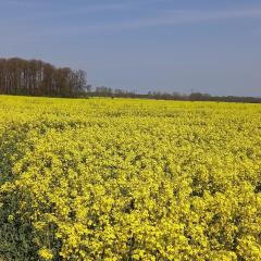 Ferienhof mit Bergblick