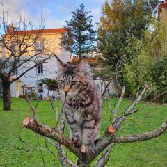 La Maison du Main Coon